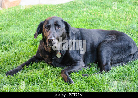 Schwarzer Labrador Retriever im Yard, USA Stockfoto