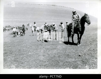 Mann zu Fuß und zu Pferde Branding Vieh ca 1938-1948 Stockfoto