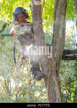 Weibliche Baumzüchter mit einer Kettensäge bis ein Baum ist mit Sägemehl bestreut Stockfoto