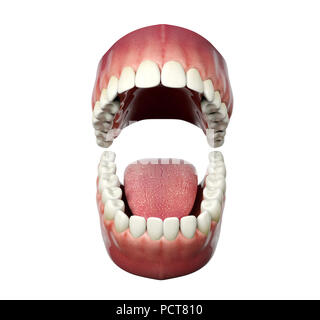 Menschlichen Zähnen öffnen auf weißem Hintergrund, 3D-Rendering Stockfoto