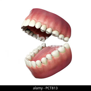 Menschlichen Zähnen öffnen auf weißem Hintergrund, 3D-Rendering Stockfoto