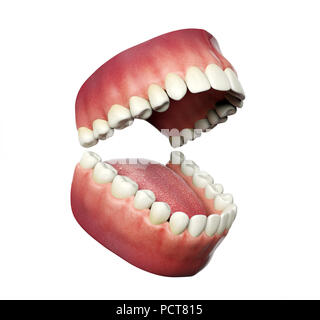 Menschlichen Zähnen öffnen auf weißem Hintergrund, 3D-Rendering Stockfoto
