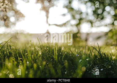 Bokeh der Regentropfen auf der Grashalme auf einer Wiese Stockfoto