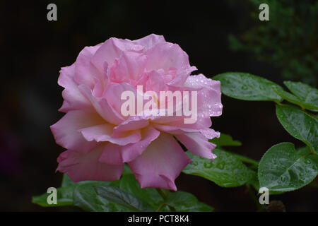 Regentropfen auf großen, rosa Rose mit dunkelgrünen Blätter in einen dunklen Hintergrund Stockfoto