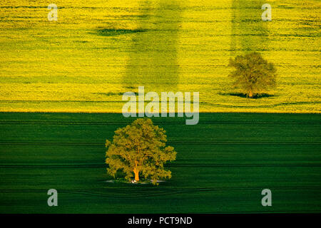 Baum, Bäume mit langen Schatten in einem Feld von Frühjahr Samen und blühenden Raps, Röbel an der Müritz, Mecklenburgische Seenplatte, Mecklenburg-Vorpommern, Deutschland Stockfoto