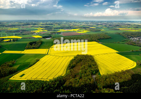 Rapsfeldern, Windkraftanlagen, kleine Felder, Ense Stockfoto