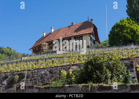 Wein Terrassen über den Genfer See, Domaine Clos du Boux Winery, Epesses im Lavaux, in der Nähe von Lausanne, Kanton Waadt, West Switzerland, Schweiz Stockfoto