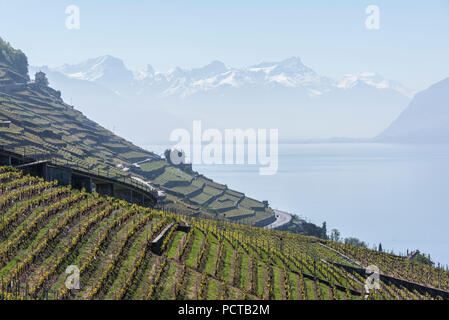 Terrassierten Weinbergen über den Genfer See in der Lavaux mit Blick auf den Mont Blanc, in der Nähe von Lausanne, Kanton Waadt, West Switzerland, Schweiz Stockfoto