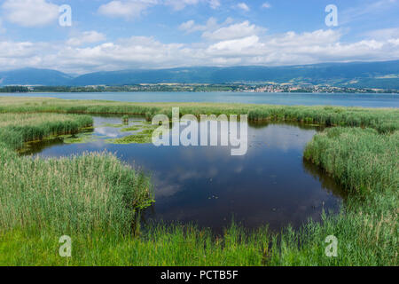 Marschland im Pro Natura Zentrum Champ-Pittet, Grande Cariçaie Nature Reserve, Cheseaux-Noréaz Südostufer, Lac de Neuchâtel Neuchâtel Kanton, West Switzerland, Schweiz Stockfoto