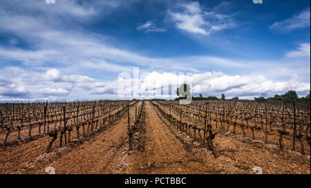 Weinberg zu Cazedarnes im Winter Stockfoto