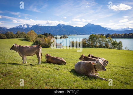 Kühe im Allgäu am Forggensee in Richtung Schloss Neuschwanstein, Deutschland, Bayern, Allgäu Stockfoto