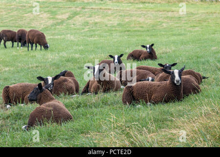 Herde Schafe Zwartbles Conistone in den Yorkshire Dales National Park Stockfoto