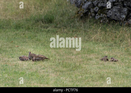 Ein Schwarm Rebhühner in ein Feld an Conistone in den Yorkshire Dales Stockfoto