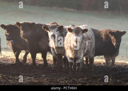 Galloway Rinder warten, Herde mit weißen und schwarzen Tiere in der Morgensonne auf der Weide, Deutschland, Bayern Stockfoto