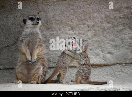 Erdmännchen, Suricata suricatta, Welpen, 6 Wochen alt, spielen nach, Captive Stockfoto