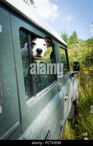 Hund suchen aus dem Fenster der Geländewagen, close-up Stockfoto