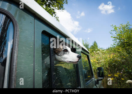 Hund suchen aus dem Fenster der Geländewagen, close-up Stockfoto