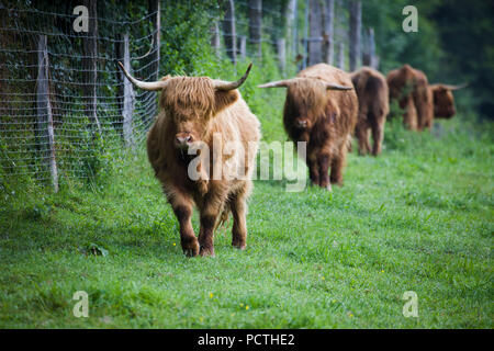 Scottish Highland Rinder auf der Weide Stockfoto