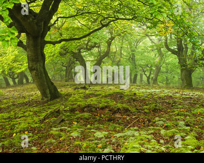 Deutschland, Hessen, Vöhl, Natur und Nationalpark Kellerwald-Edersee, Flechten in der buchenwald an der Mühlecke, Urwald Trail Stockfoto