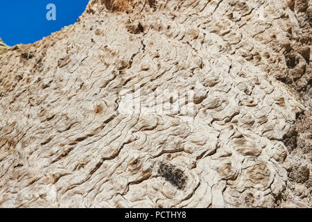 Eukalyptus (Eukalyptus), Melbourne, Victoria, Australien, Ozeanien Stockfoto