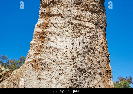 Eukalyptus (Eukalyptus), Melbourne, Victoria, Australien, Ozeanien Stockfoto