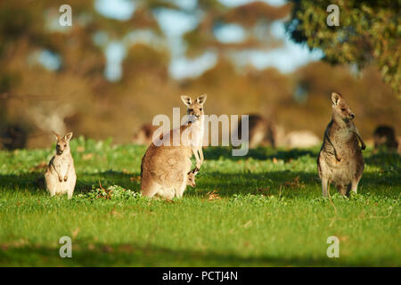 Eastern Grey Kangaroo (Macropus giganteus), Wiese, stehend, Victoria, Australien, Ozeanien Stockfoto