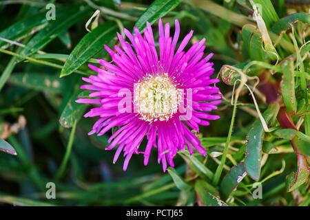 Genießbare 12.00 Blume (Carpobrotus edulis), Blume, Victoria, Australien, Ozeanien Stockfoto