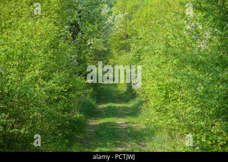 Weg führt durch verwilderte Hecke im Frühjahr, Sodenberg, Hammelburg, Kreis Bad Kissingen, Rhön, Bayern, Deutschland Stockfoto