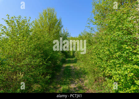 Weg führt durch verwilderte Hecke im Frühjahr, Sodenberg, Hammelburg, Kreis Bad Kissingen, Rhön, Bayern, Deutschland Stockfoto