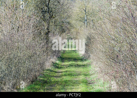 Weg führt durch verwilderte Hecke im frühen Frühling, Sodenberg, Hammelburg, Kreis Bad Kissingen, Rhön, Bayern, Deutschland Stockfoto