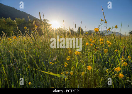 Wiese mit gelben Ranunkeln, Ranunculus, bei Sonnenaufgang, Kleinheubach, Miltenberg, Main, Miltenberg, Spessart, Bayern, Deutschland Stockfoto