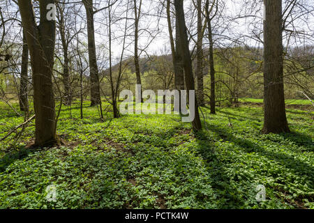 Auwald im Frühjahr, Lauda-Königshofen, Taubertal, Tauberfranken, Main-Tauber-Kreis, Baden-Württemberg, Deutschland Stockfoto