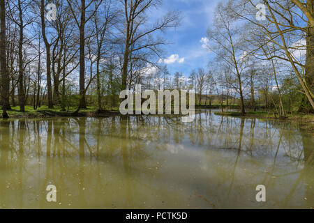 Tauber im Frühjahr, Lauda-Königshofen, Taubertal, Tauberfranken, Main-Tauber-Kreis, Baden-Württemberg, Deutschland Stockfoto