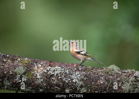 Männchen Buchfink auf einem Zweig in Schottland Stockfoto