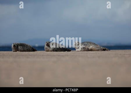 Dichtungen an einem Strand mit Bergkulisse in Schottland Stockfoto