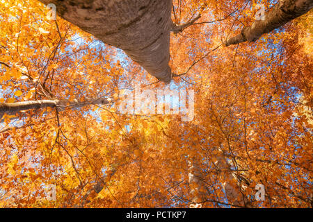 Herbst Farben in einem Buche Wald am Fuße des Mount Framont, Agordo, Belluno, Venetien, Italien Stockfoto