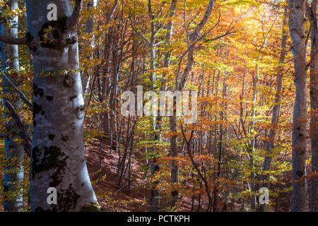 Herbst Farben in einem Buche Wald am Fuße des Mount Framont, Agordo, Belluno, Venetien, Italien Stockfoto