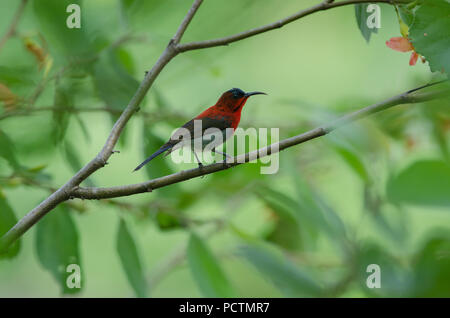 Crimson Sunbird (Aethopyga siparaja) fangen auf Zweig in der Natur Stockfoto