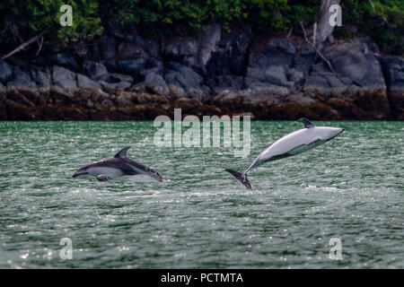 2 Pacific weiß beidseitig Delphine springen in der Nähe der Ufer im Knight Inlet, erste Nationen Gebiet, British Columbia, Kanada. Stockfoto