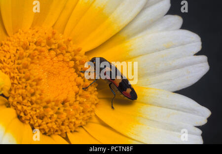 NAHAUFNAHME EINES JUWELENKÄFERS (BUPRESTID-KÄFERS), DER EINE CHRYSANTHEMENBLUME (SHUNGIKU) ERNÄHRT. AUSTRALIEN. Stockfoto