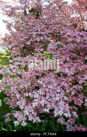 Cornus Florida, die blühende Hartriegel, ist eine Art aus der blühenden Pflanze in der Familie Cornaceae. Stockfoto