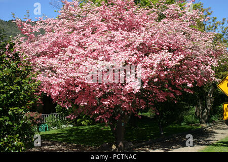 Cornus florida Rubra Tree, der blühende Dogwood, ist eine Art blühender Baum aus der Familie der Cornaceae. New South Wales, Australien. Stockfoto