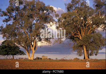 Große Gum Trees, MANILDRA IN CABONNE LAND, NEW SOUTH WALES, Australien Stockfoto