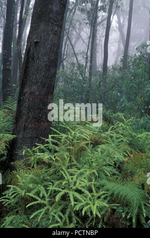 Regenwald Szene, MOUNT WILSON IN DEN BLUE MOUNTAINS, NEW SOUTH WALES, Australien Stockfoto