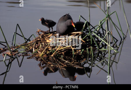 DUSKY SUMPFHUHN (GALLINULA TENEBROSA) Mit NEST UND JUNGES KÜKEN Stockfoto