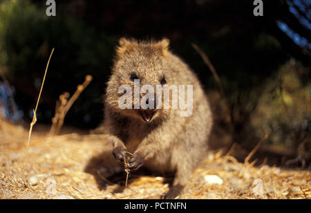 Quokka (Setonix Brachyurus) Rottnest Island, Western Australia Stockfoto