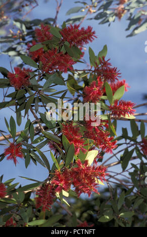 CALLISTEMON BOTTLEBRUSH (ROT) Blüte. NEW SOUTH WALES, Australien Stockfoto