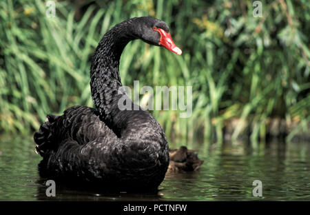 Schwarzer Schwan (CYGNUS ATRATUS), Perth, Western Australia. Stockfoto