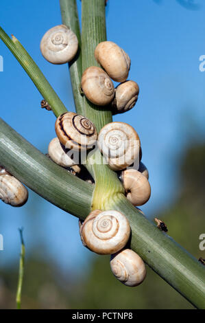 Weiße italienische Schnecke - White Garden Schnecke - Theba pisana Limaçon de Pisa-Escargot des Dunes Stockfoto