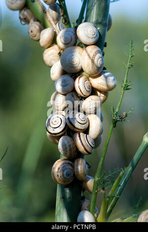 Weiße italienische Schnecke - White Garden Schnecke - Theba pisana Limaçon de Pisa-Escargot des Dunes Stockfoto